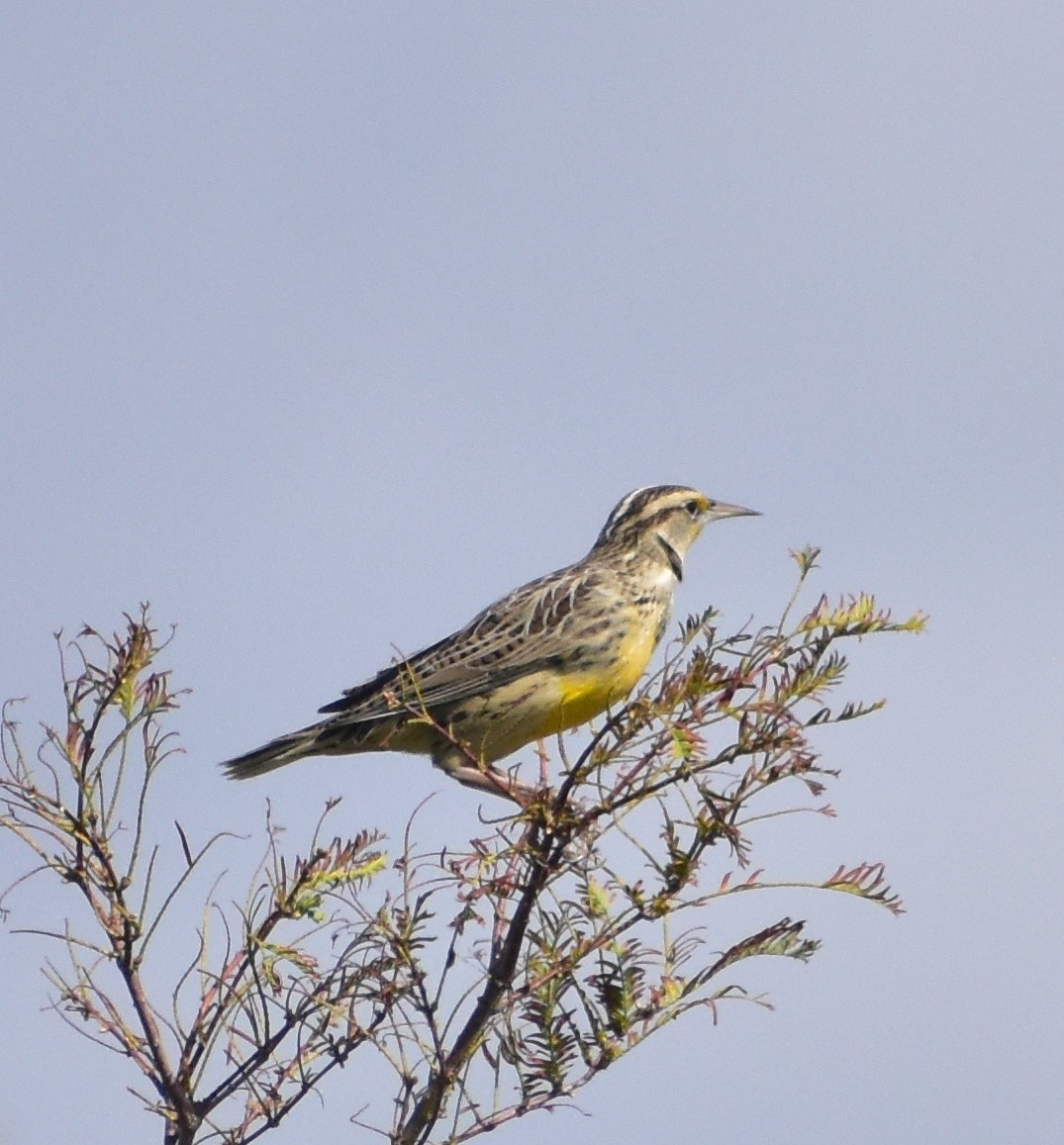 Western Meadowlark - ML643202175