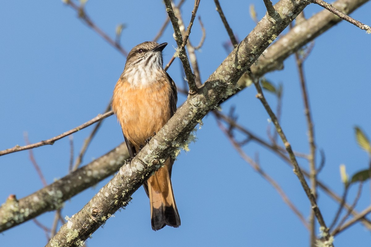 Streak-throated Bush-Tyrant - ML643202180