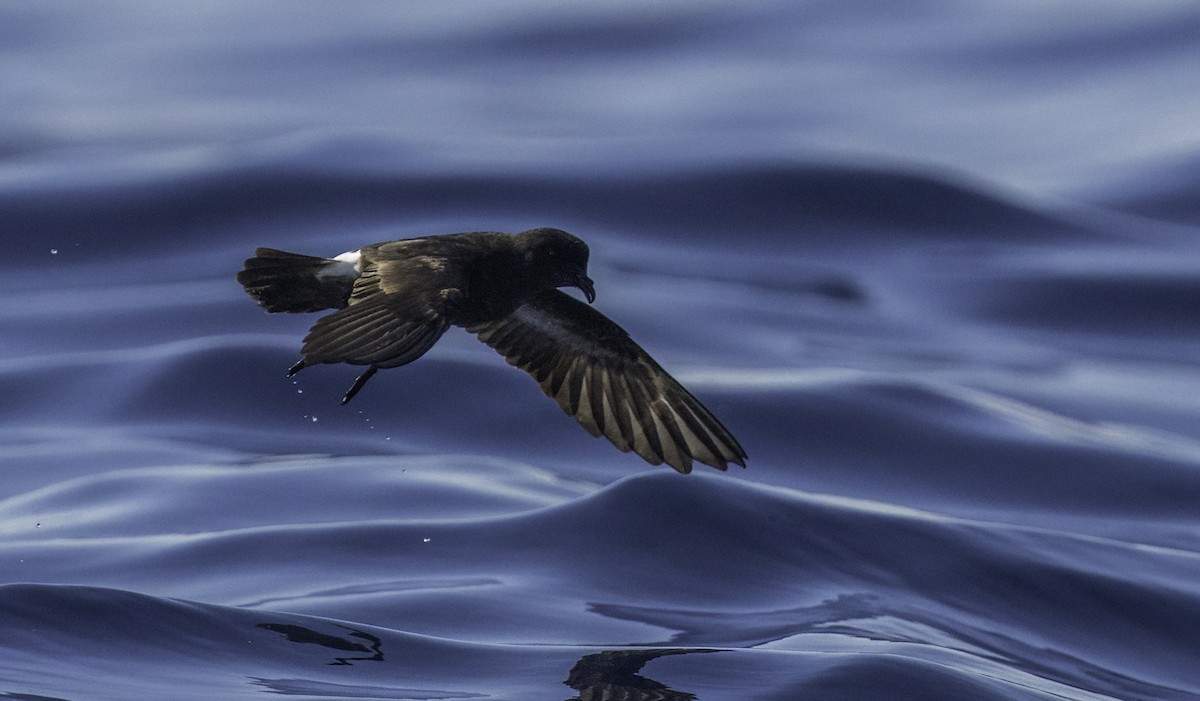 European Storm-Petrel - ML643202189
