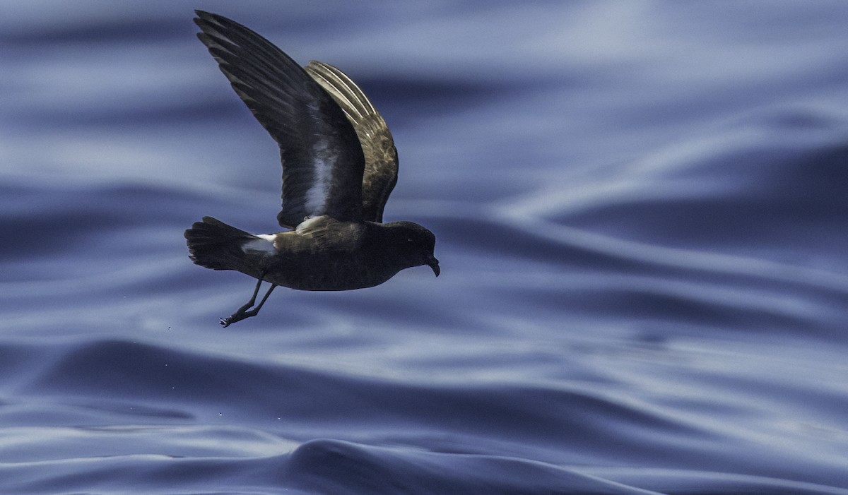 European Storm-Petrel - ML643202190