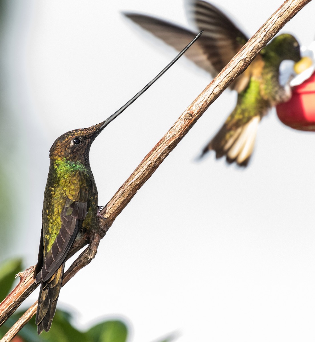 Sword-billed Hummingbird - ML643202191