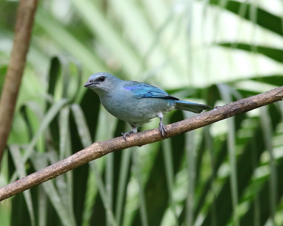 Azure-shouldered Tanager - ML643202192