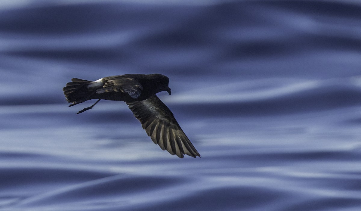 European Storm-Petrel - ML643202193
