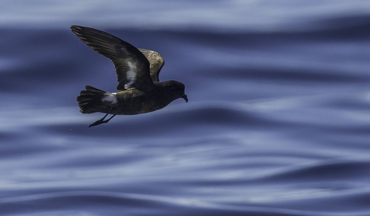 European Storm-Petrel - ML643202194