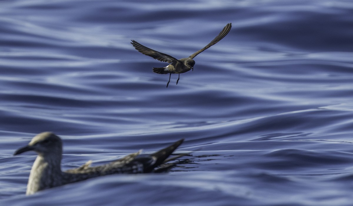 European Storm-Petrel - ML643202195