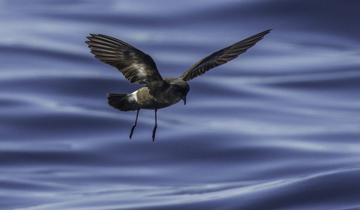 European Storm-Petrel - ML643202196