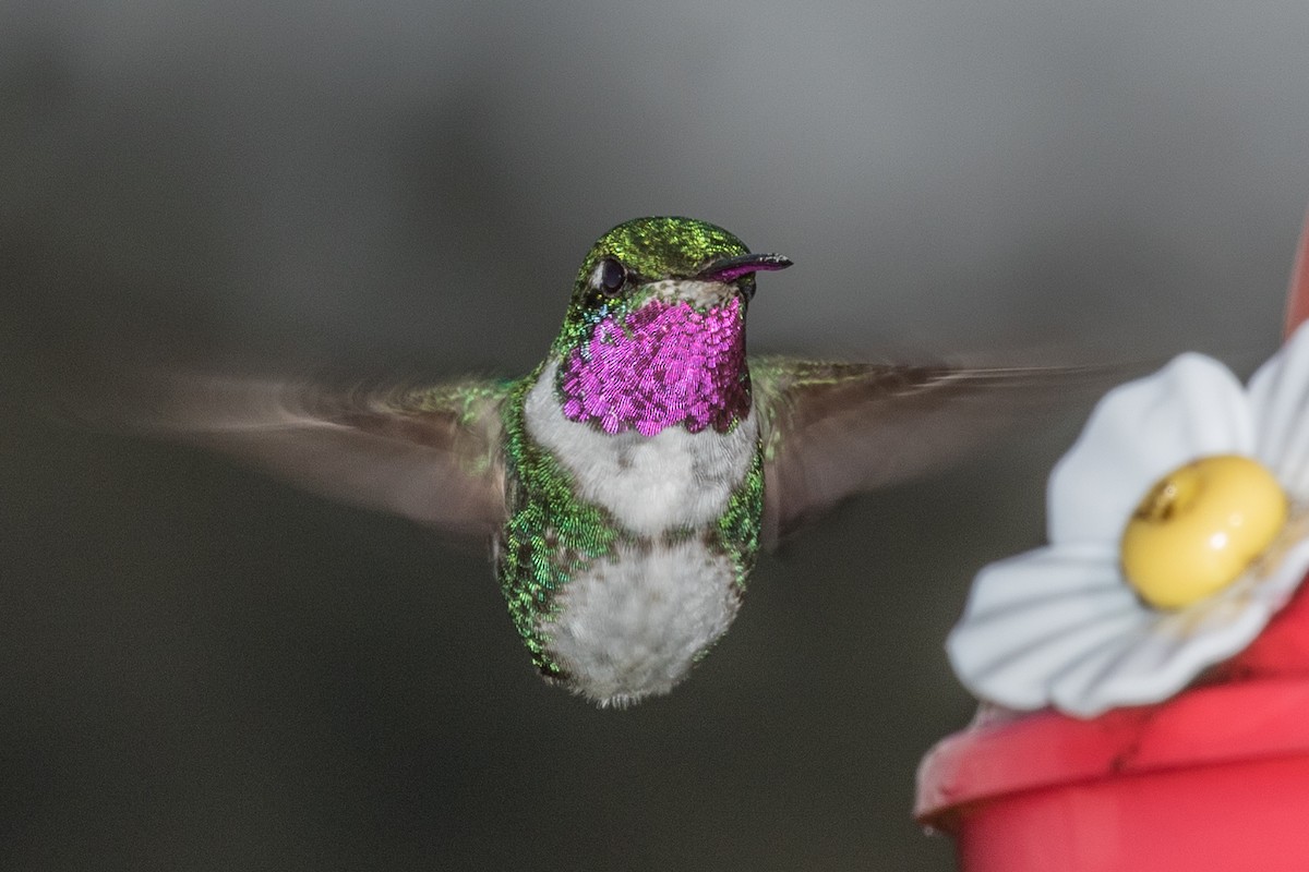 White-bellied Woodstar - ML643202198