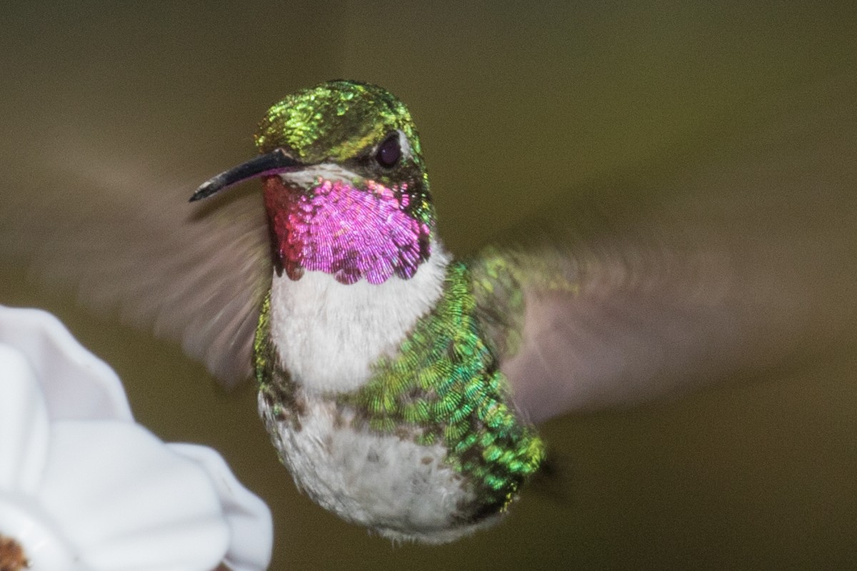 White-bellied Woodstar - ML643202199