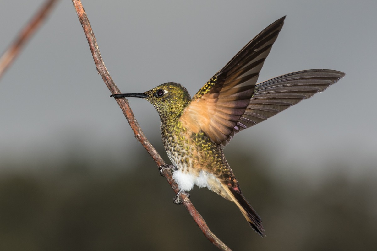 Buff-tailed Coronet - ML643202204