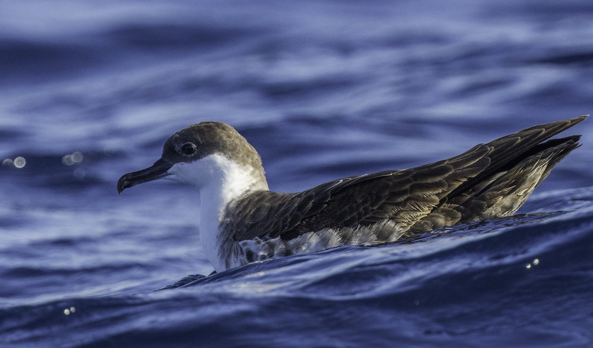 Great Shearwater - ML643202205
