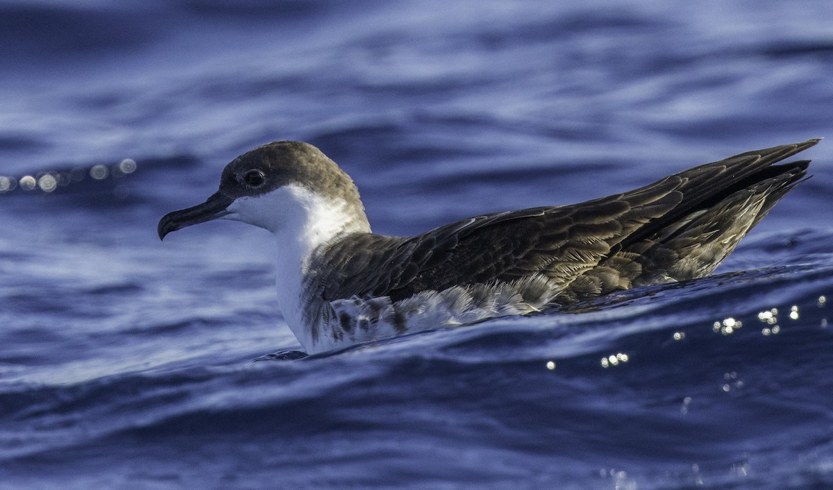 Great Shearwater - ML643202206
