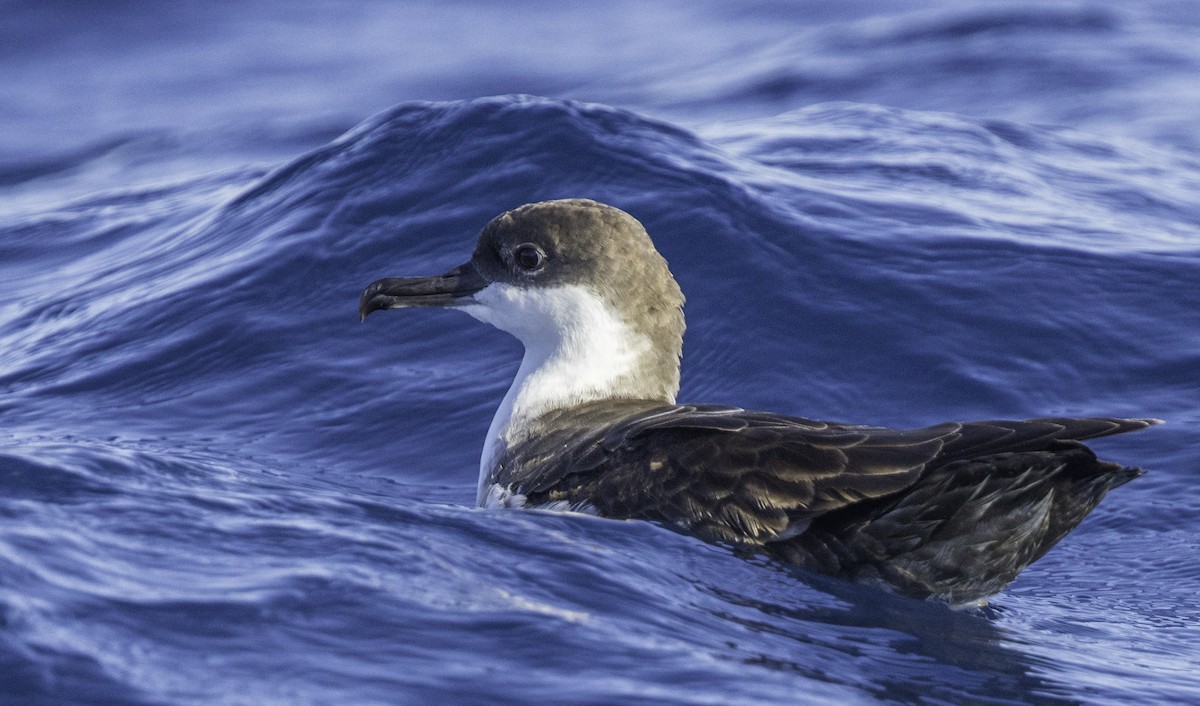 Great Shearwater - ML643202207