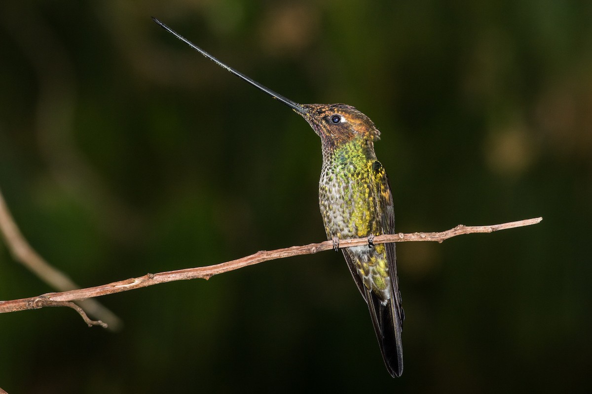 Sword-billed Hummingbird - ML643202208