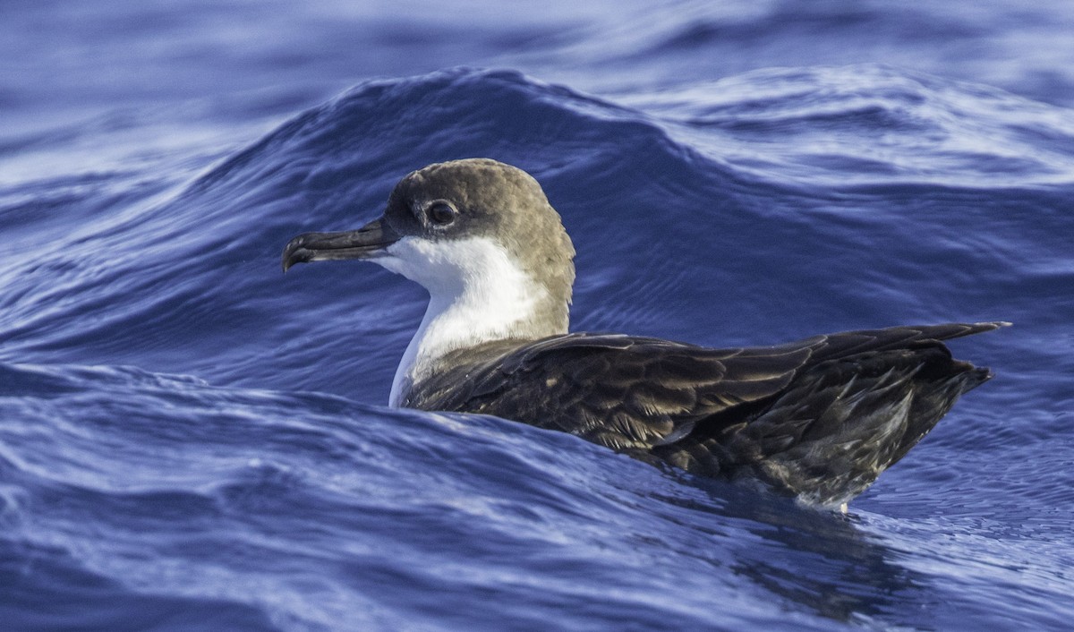 Great Shearwater - ML643202209