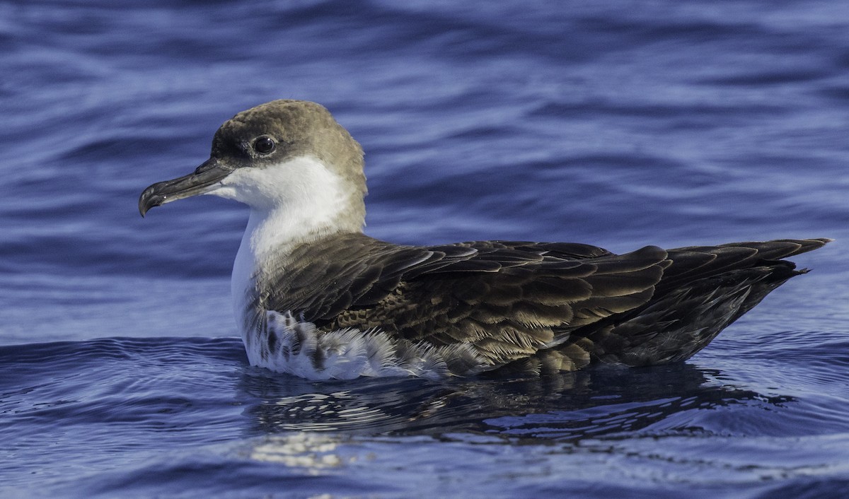 Great Shearwater - ML643202211
