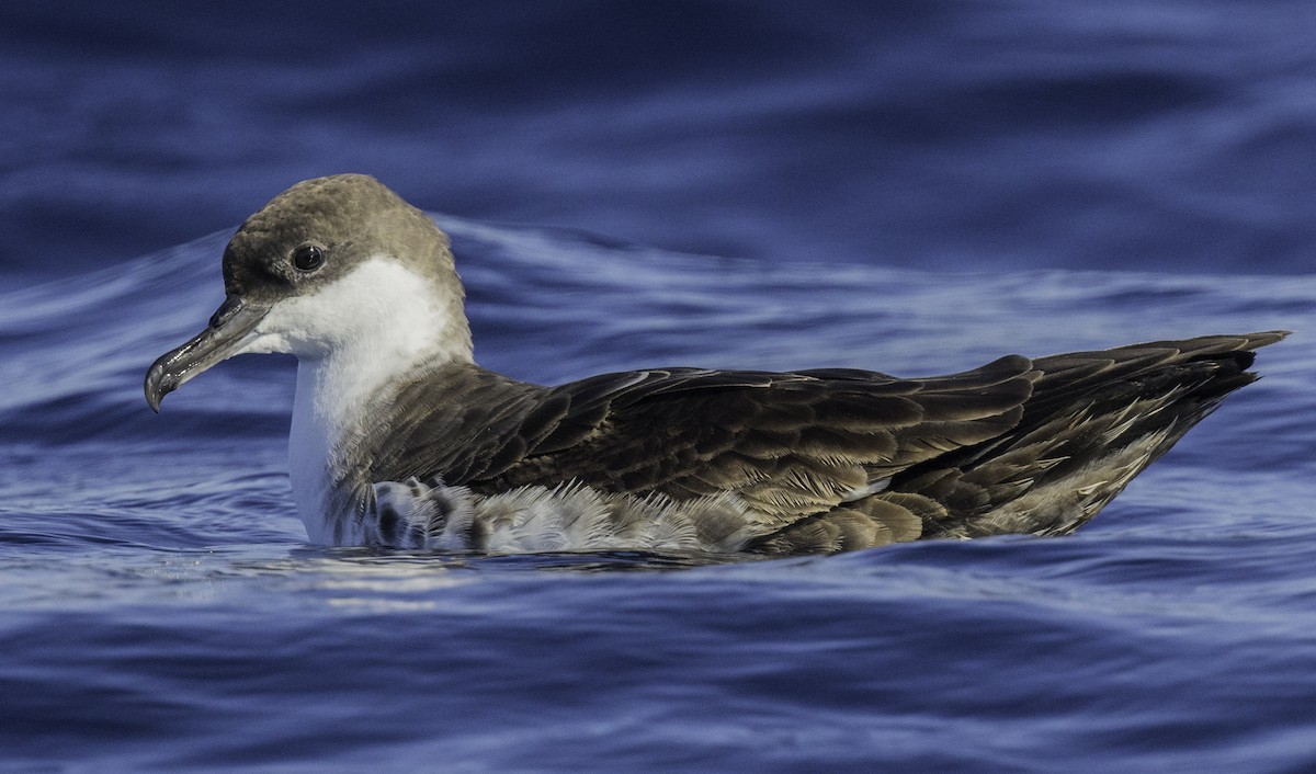 Great Shearwater - ML643202212