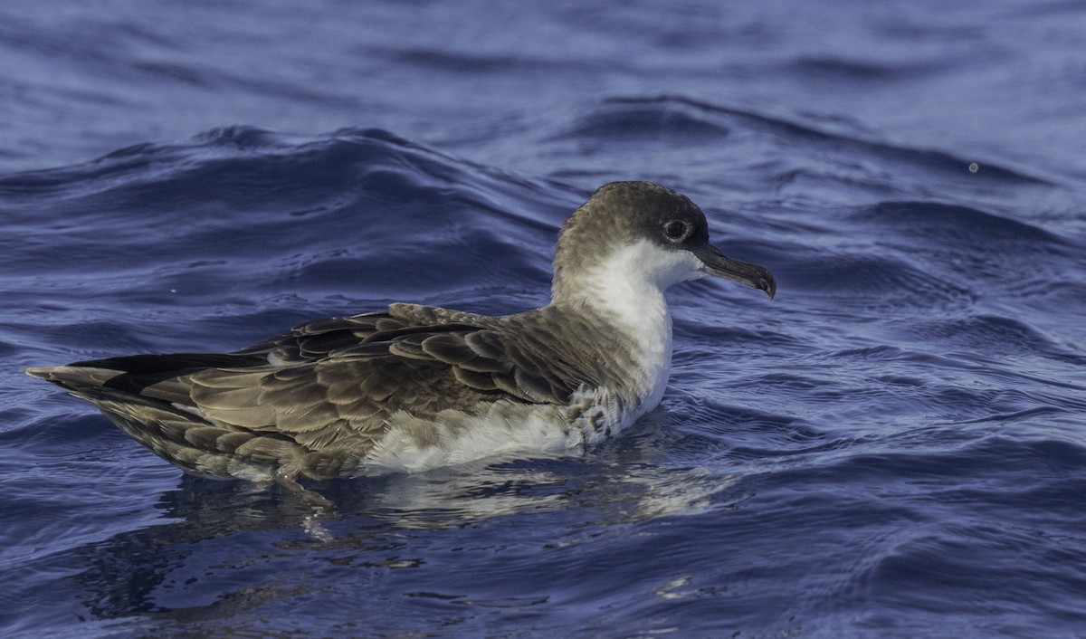 Great Shearwater - ML643202213