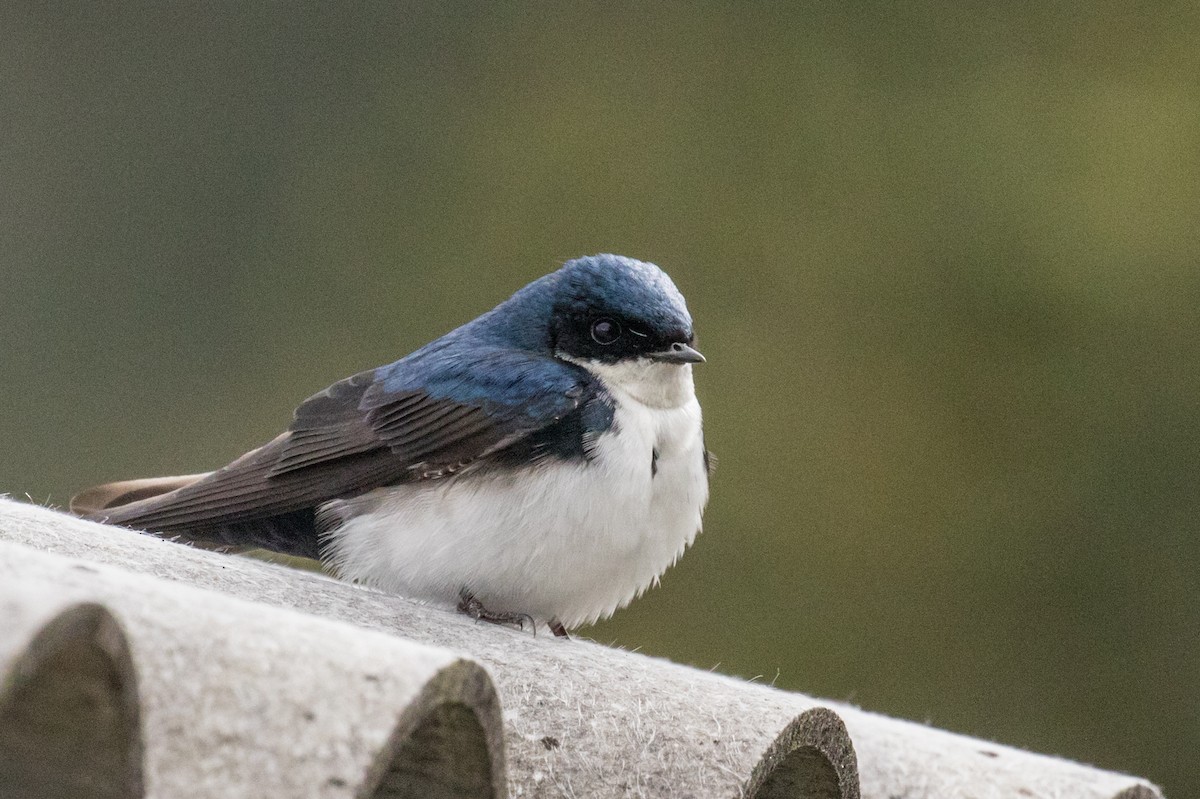 Blue-and-white Swallow - ML643202214