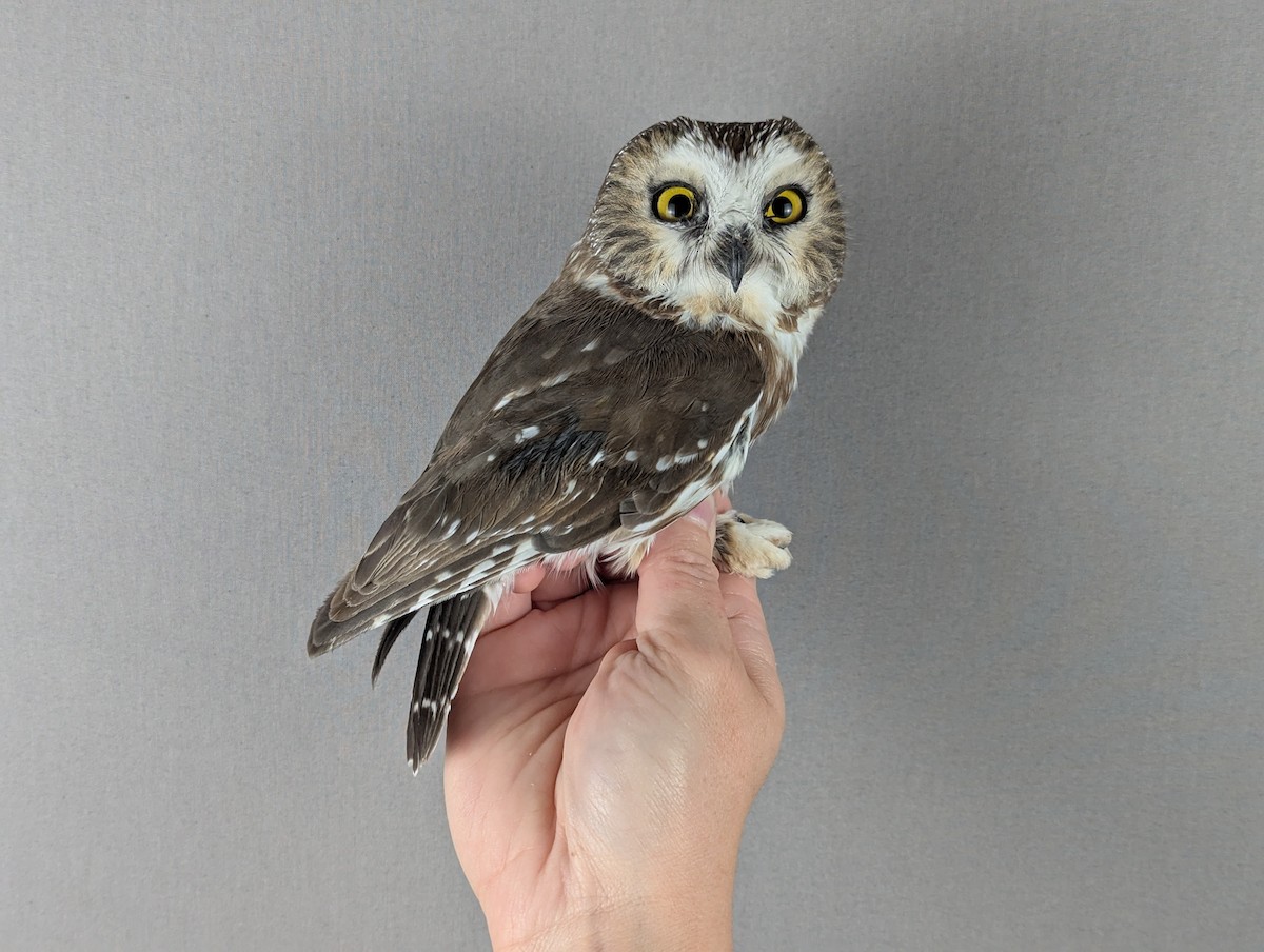 アメリカキンメフクロウ - ML643202225