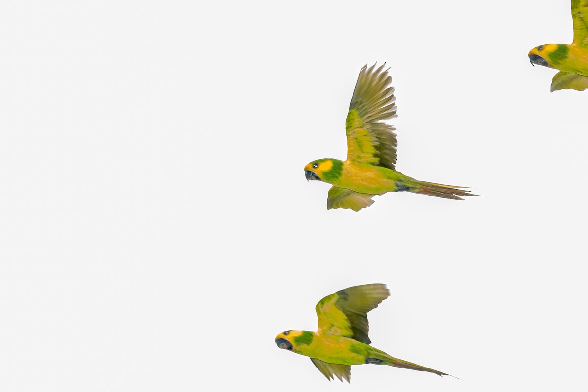 Yellow-eared Parrot - ML643202227