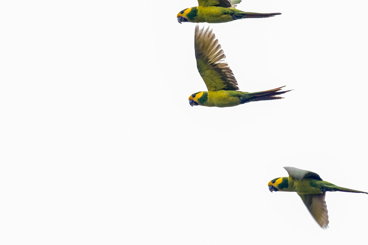 Yellow-eared Parrot - ML643202228