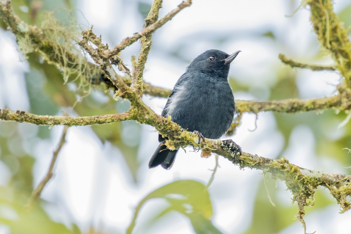 White-sided Flowerpiercer - ML643202239