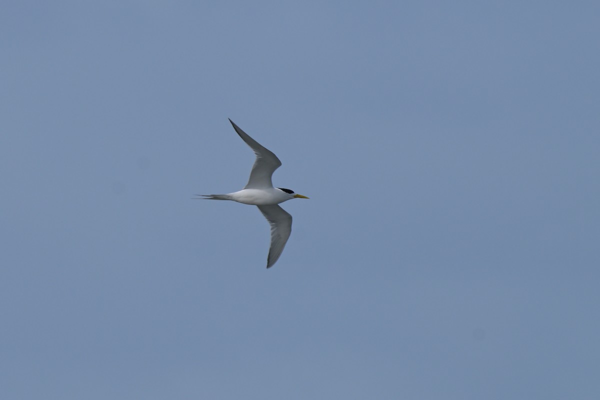 Great Crested Tern - ML643202240