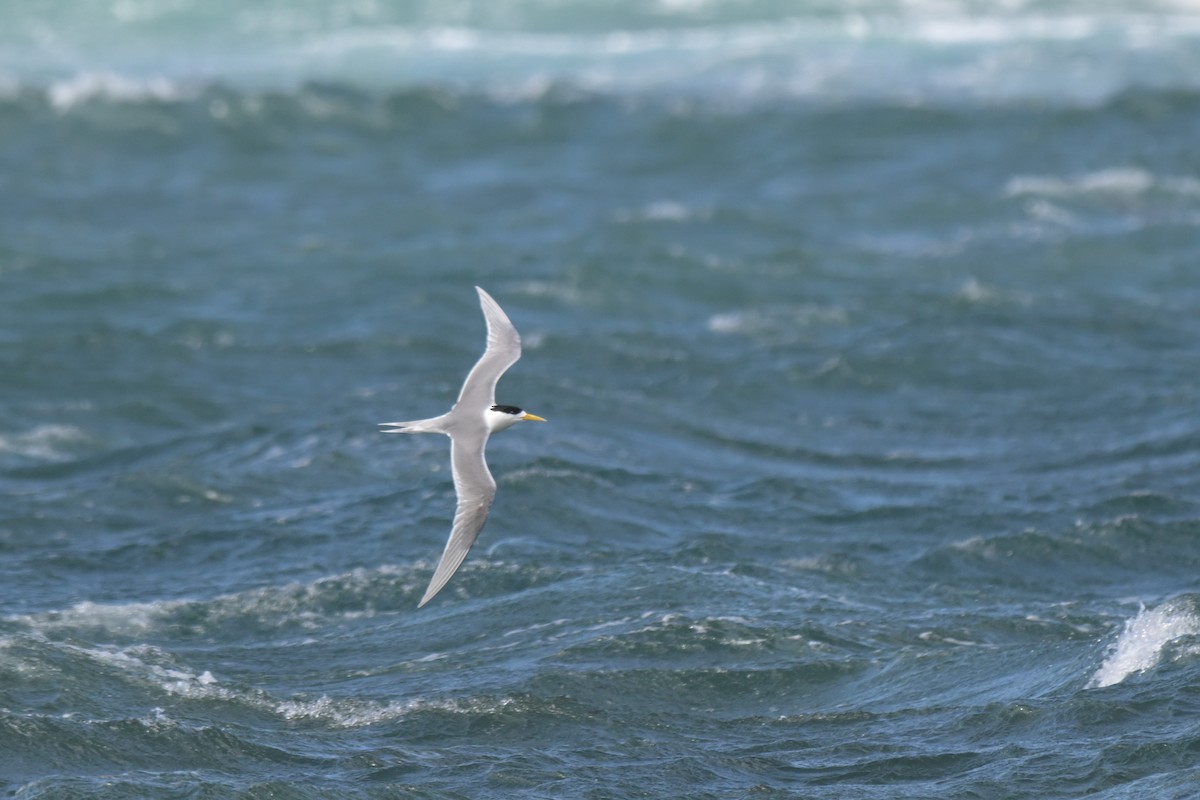 Great Crested Tern - ML643202241