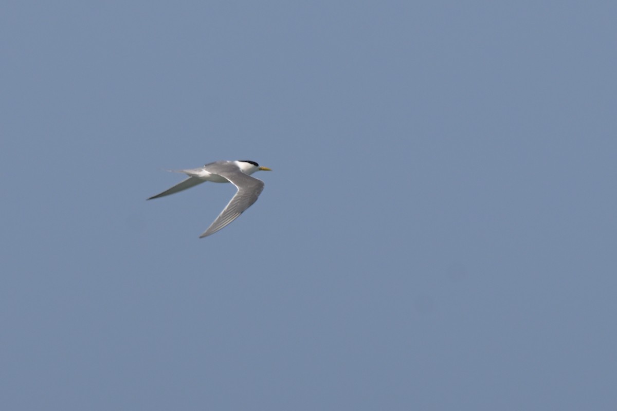 Great Crested Tern - ML643202243