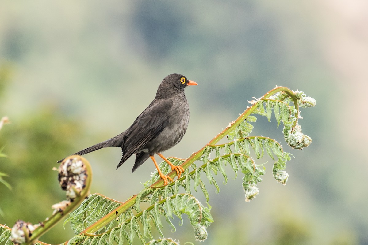 Great Thrush - ML643202246