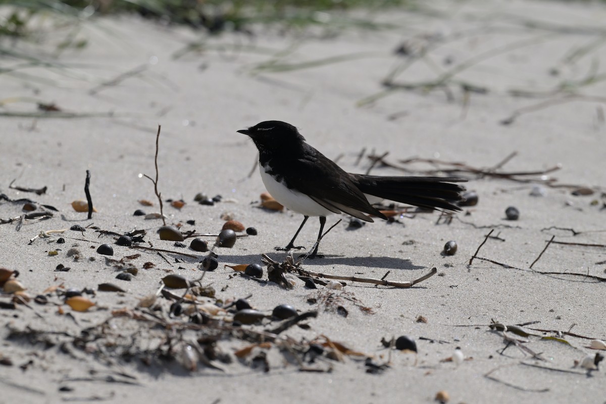 Willie-wagtail - ML643202274