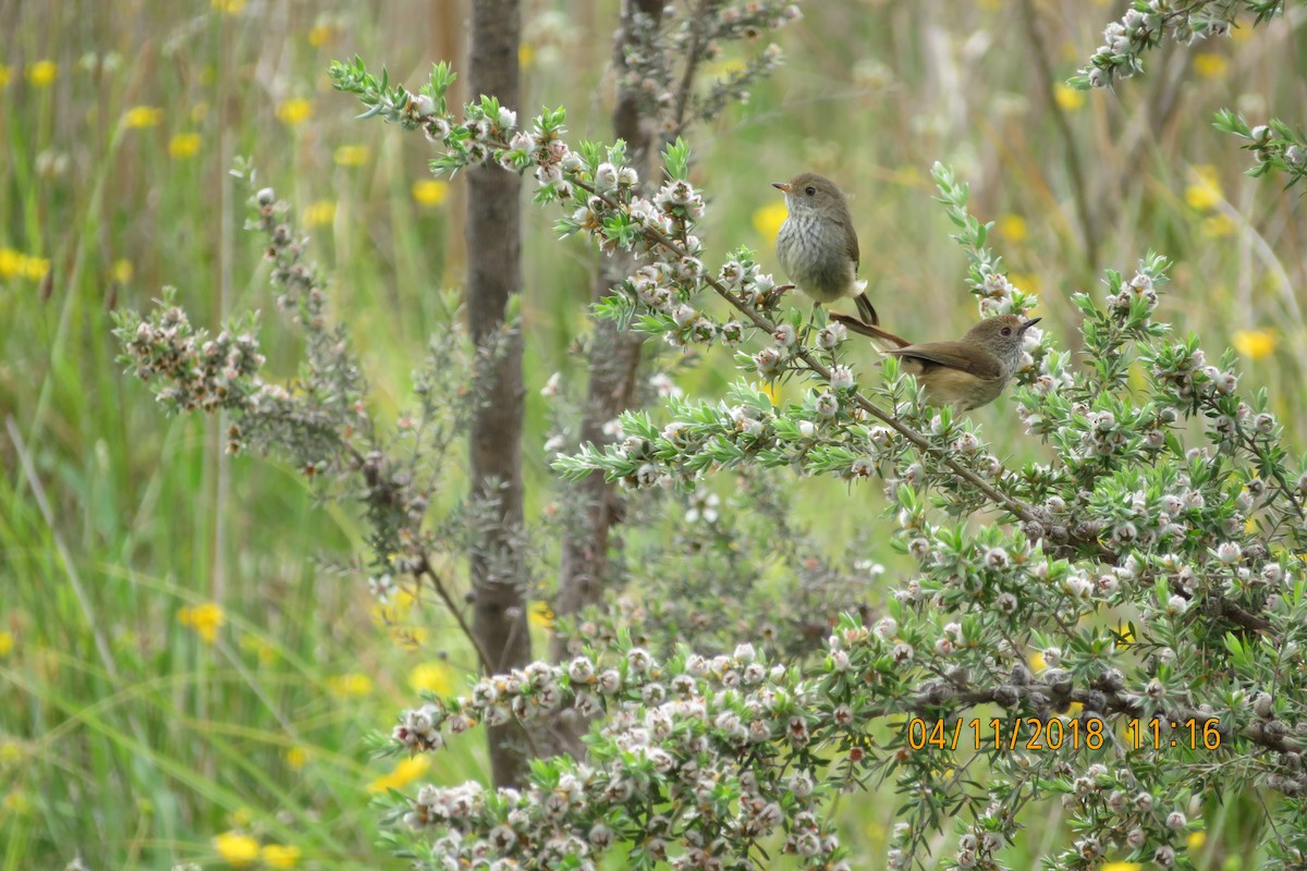 Brown Thornbill - ML643202279