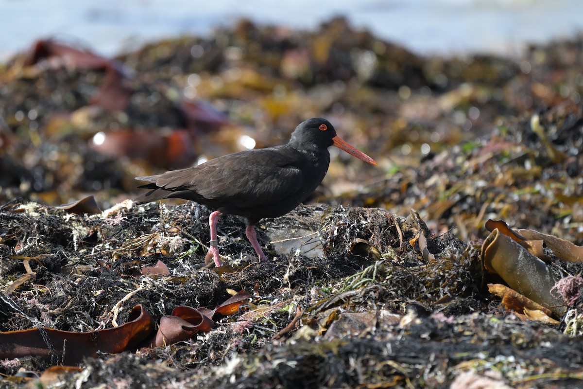 Sooty Oystercatcher - ML643202282