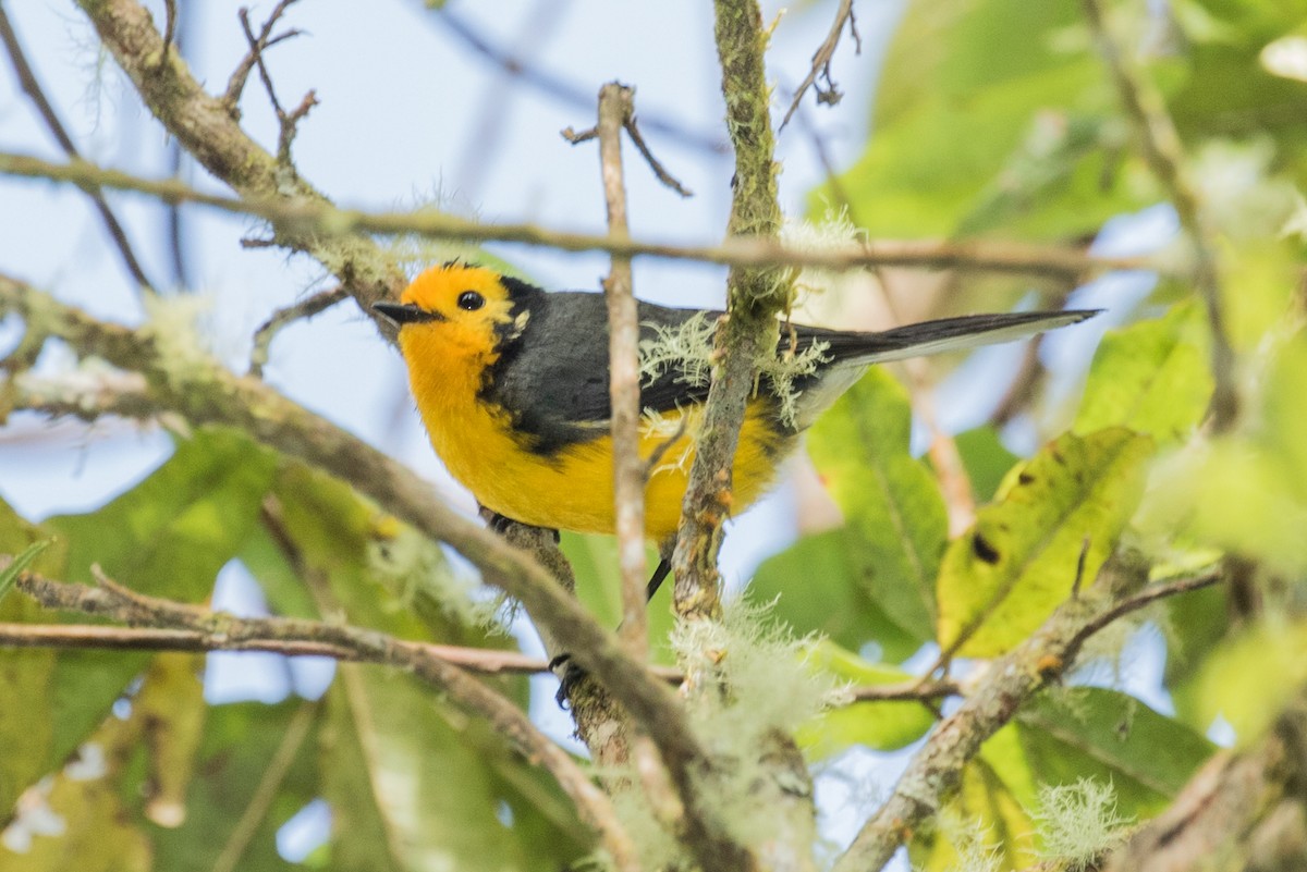 Golden-fronted Redstart - ML643202283