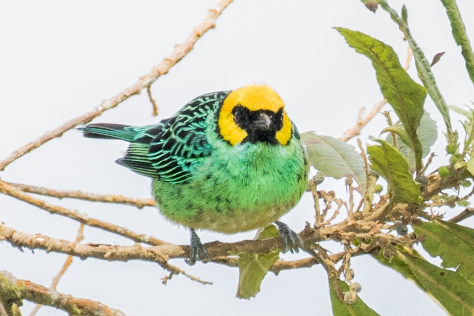 Saffron-crowned Tanager - ML643202292