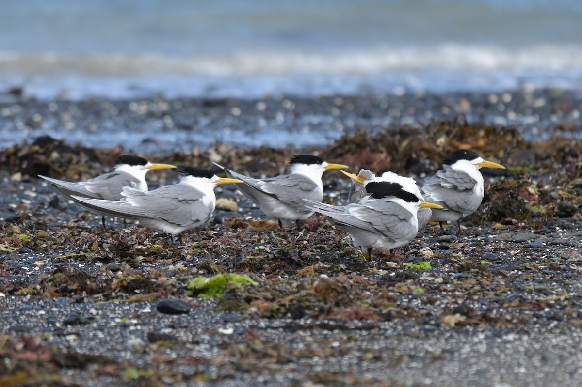 Great Crested Tern - ML643202302