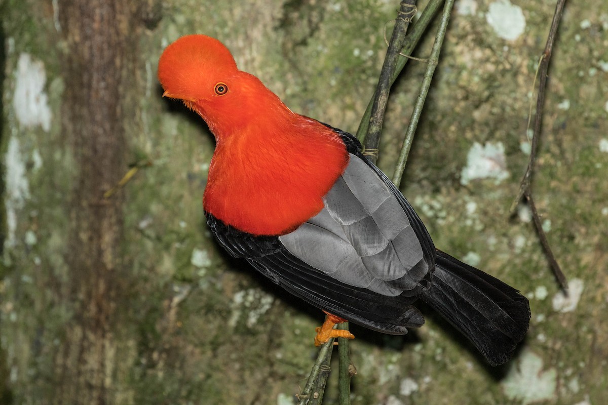Andean Cock-of-the-rock - ML643202304