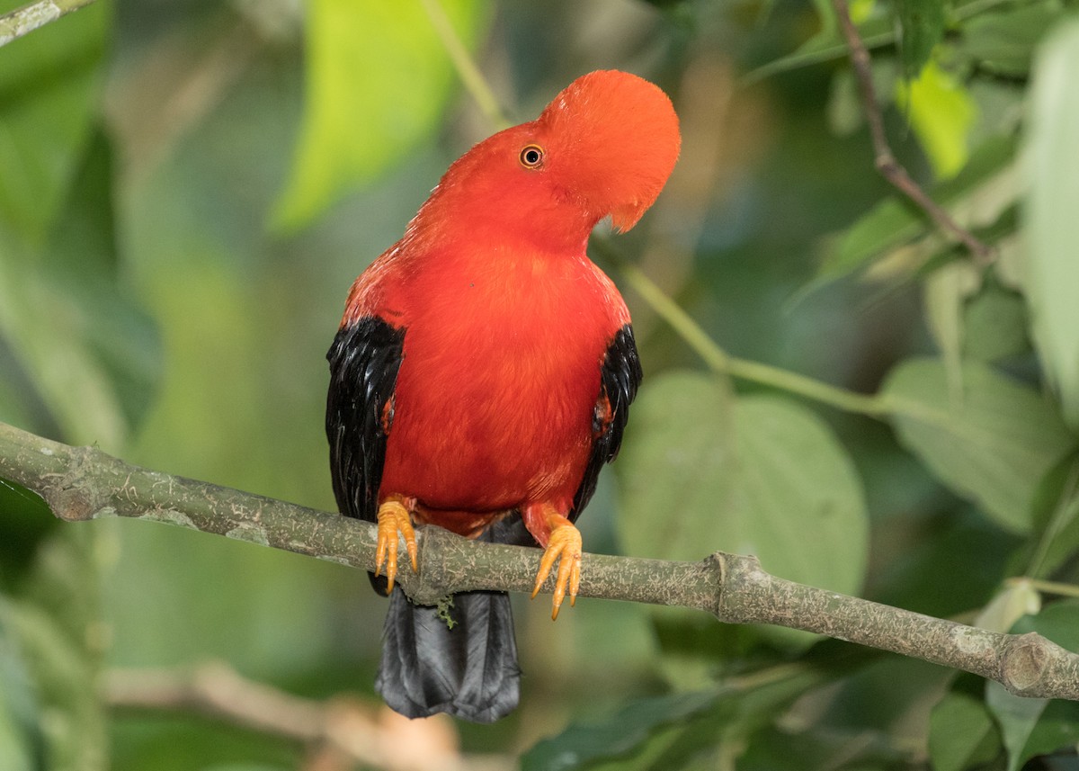 Andean Cock-of-the-rock - ML643202305