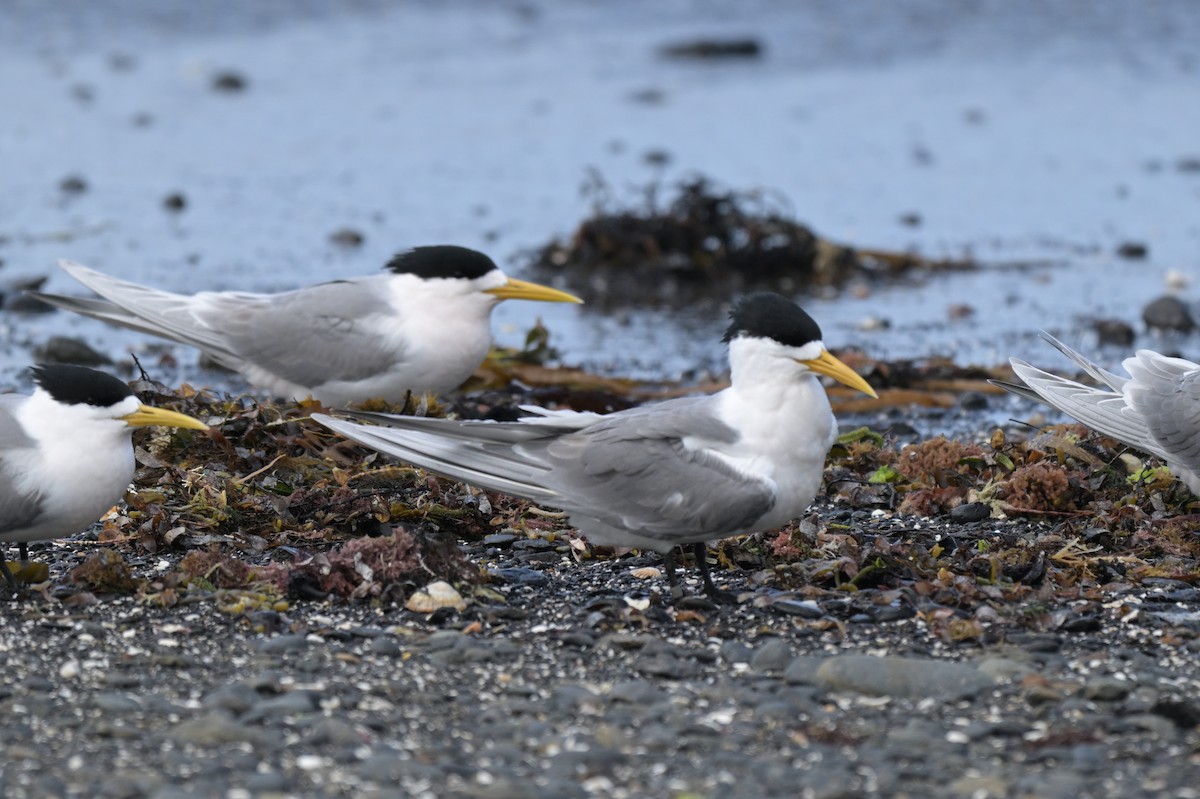 Great Crested Tern - ML643202308
