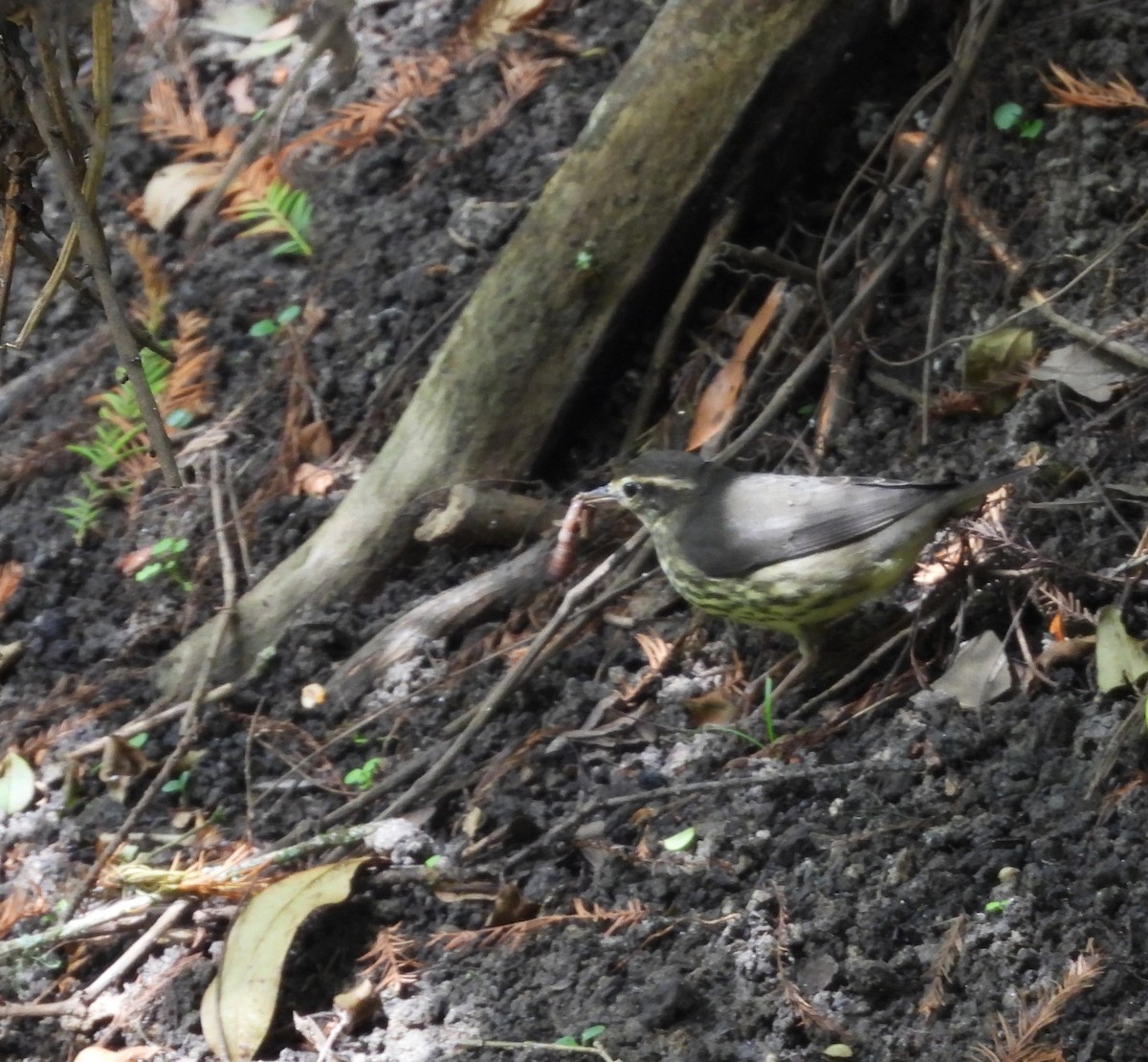 Northern Waterthrush - ML643202330
