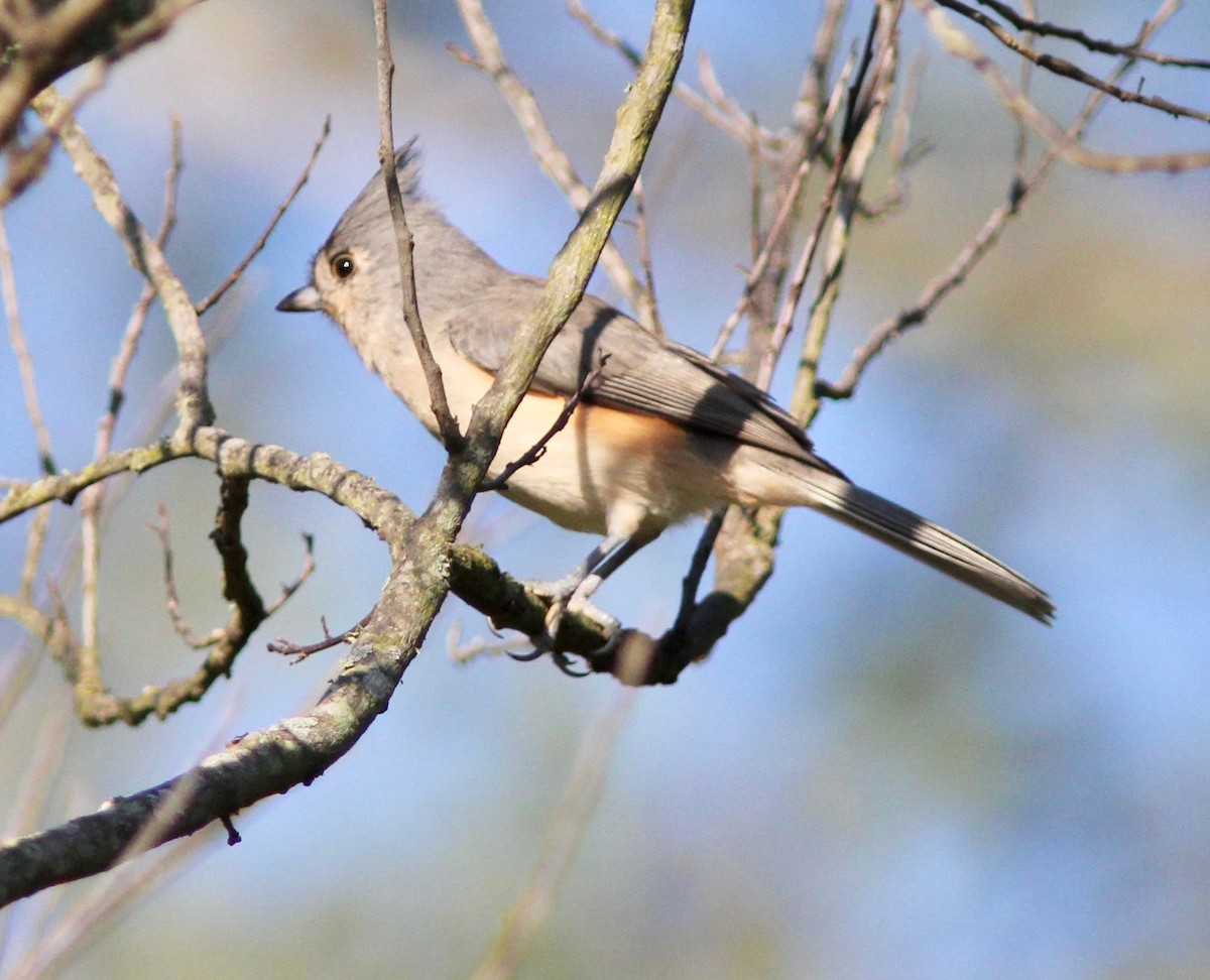 Mésange bicolore - ML643202341