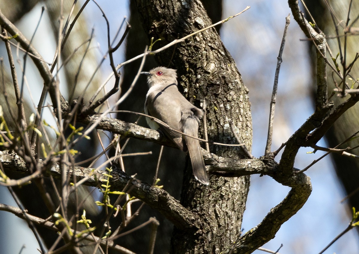 Ash-colored Cuckoo - ML643202363