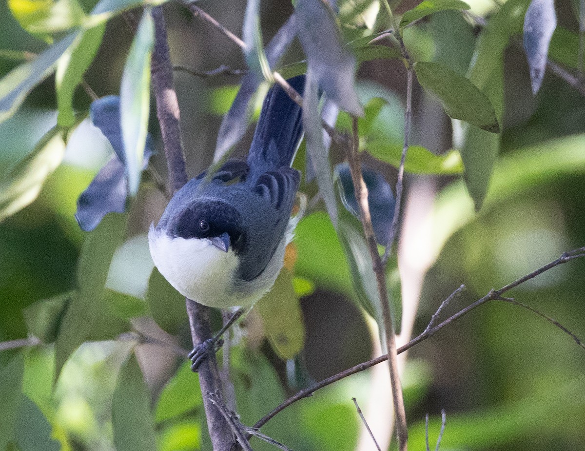 Black-capped Warbling Finch - ML643202380