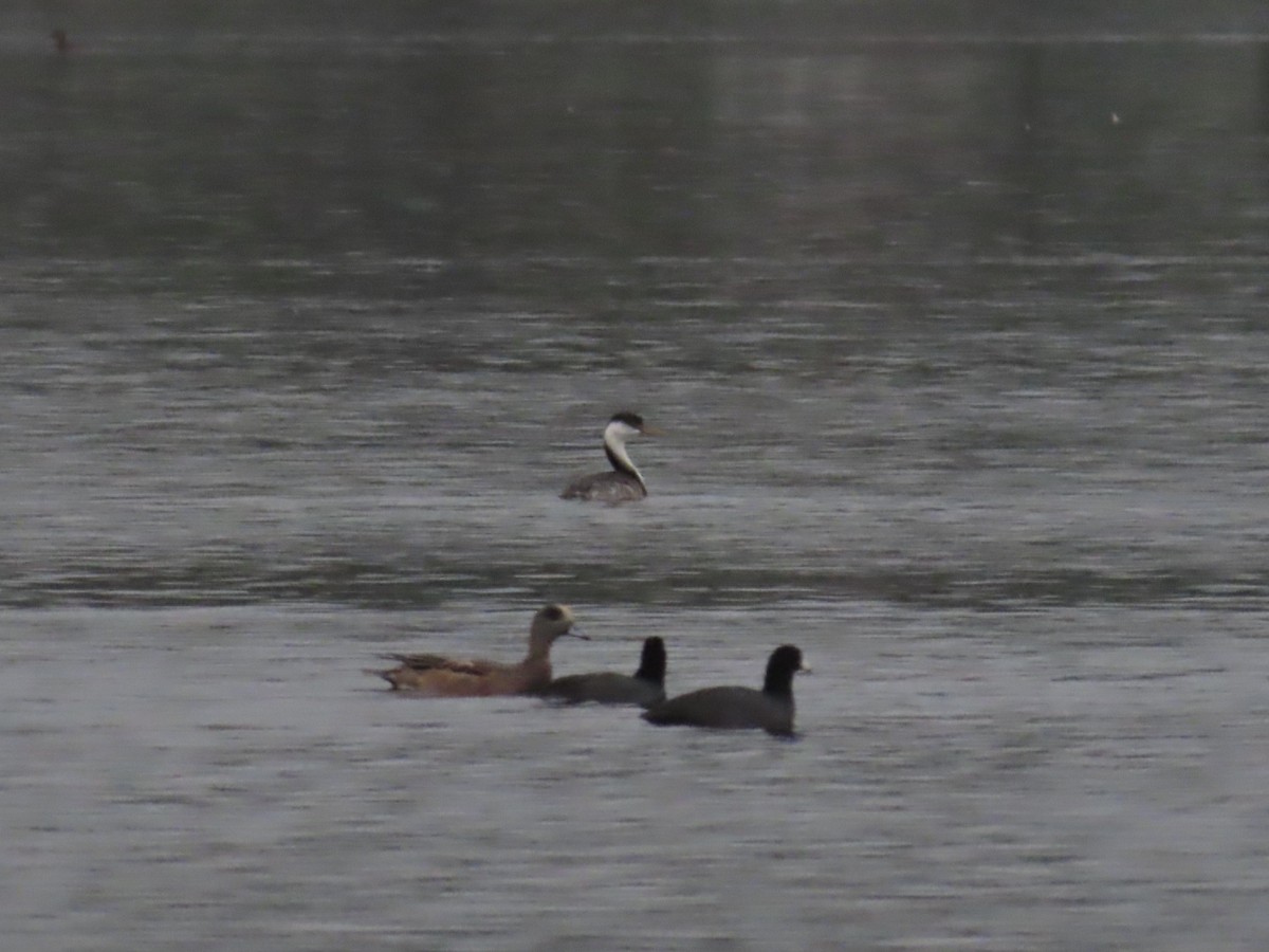 Western Grebe - ML643202383