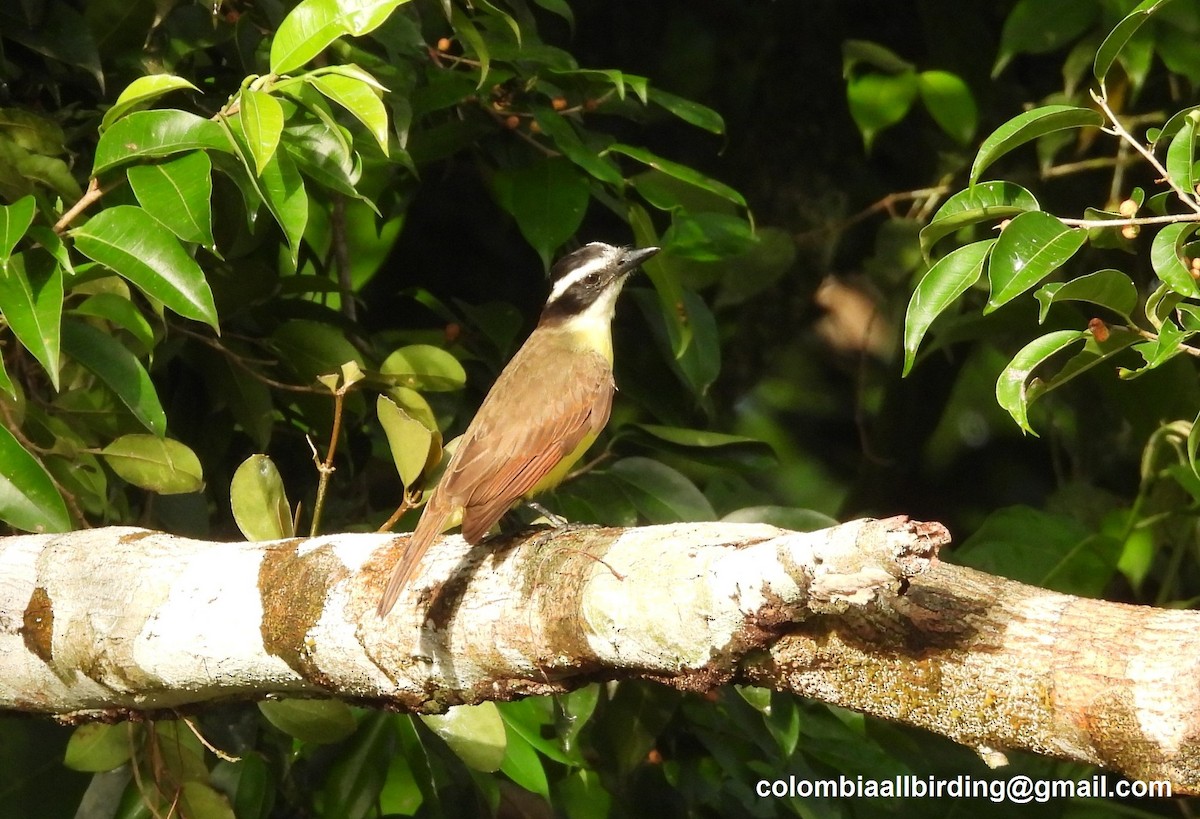 Great Kiskadee - ML643202384