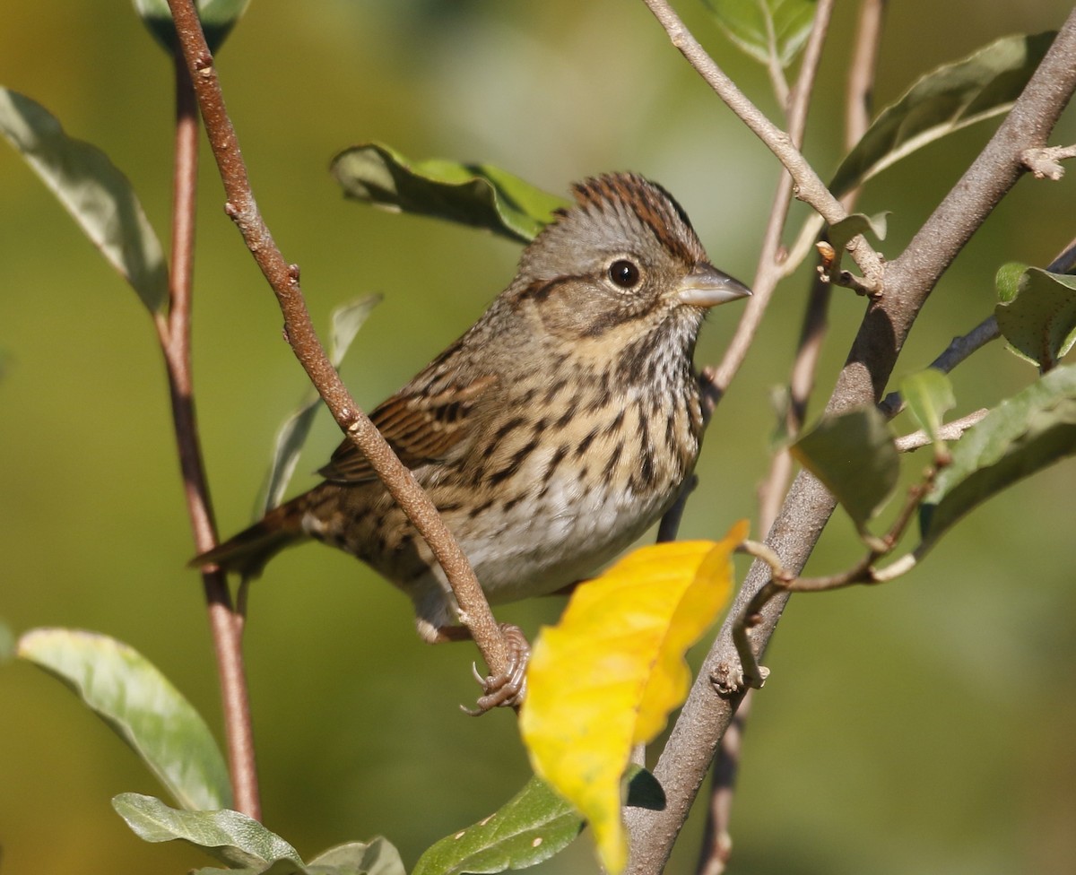 Lincoln's Sparrow - ML643202385