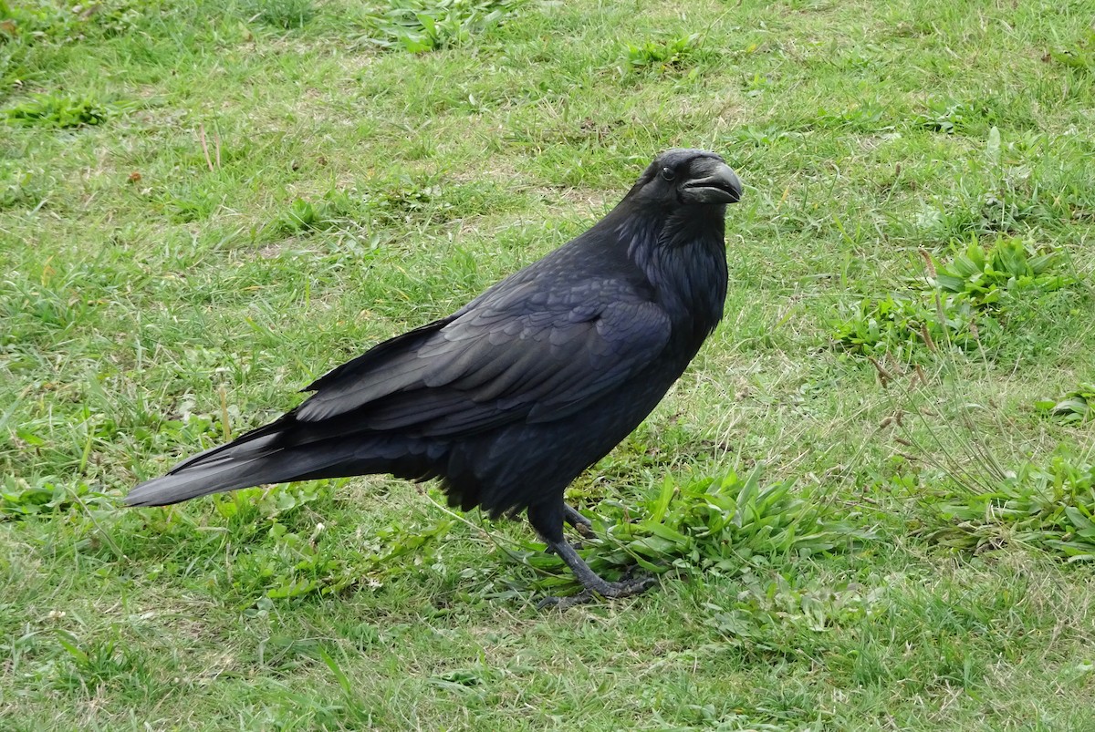 Common Raven - ML643202387