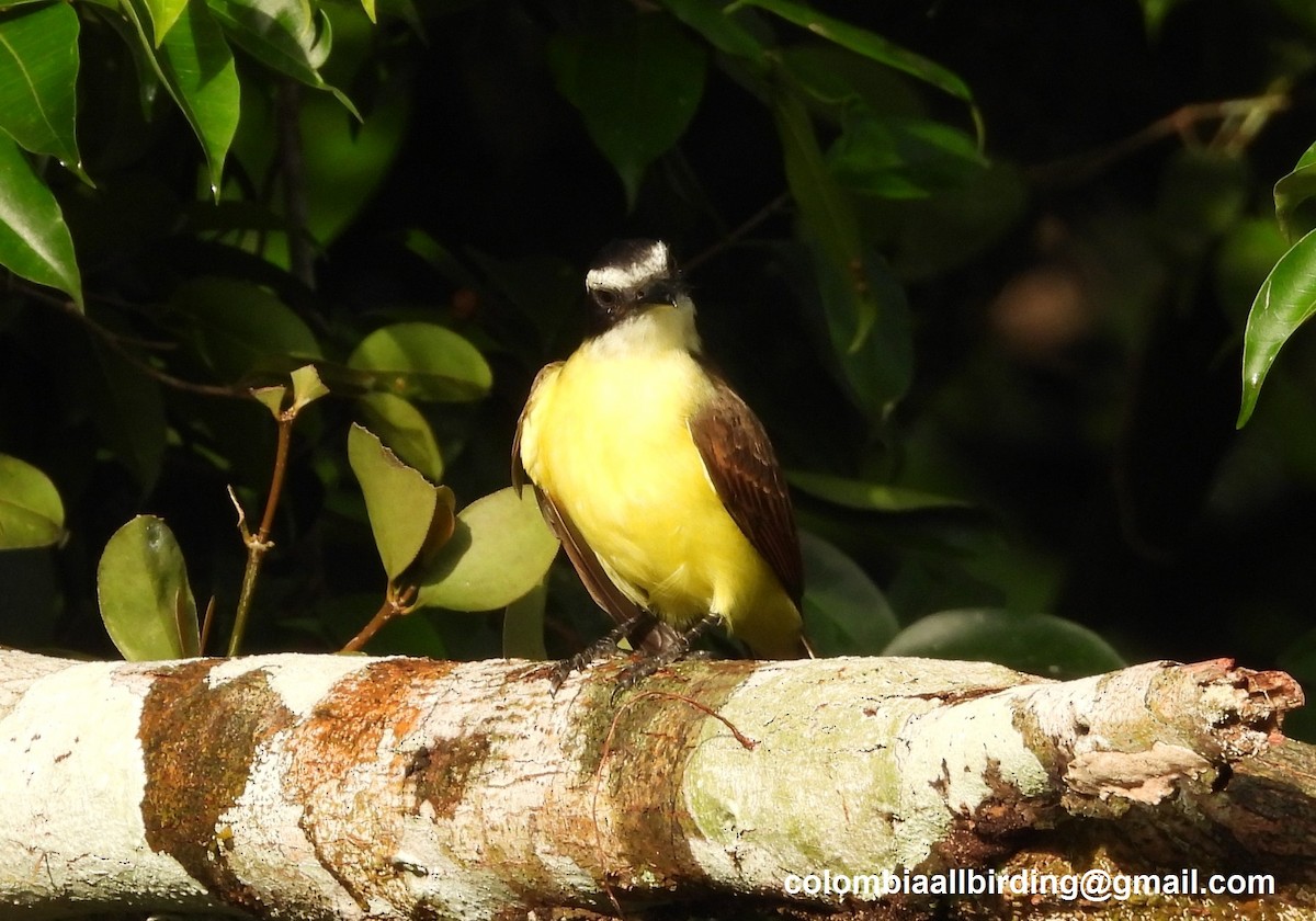 Great Kiskadee - ML643202389