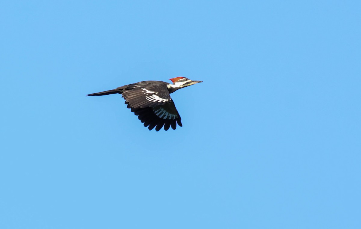 Pileated Woodpecker - ML643202390