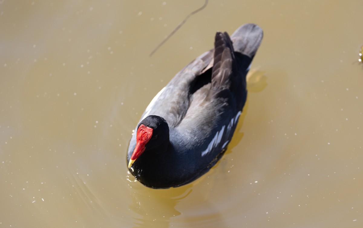 Common Gallinule - ML643202391